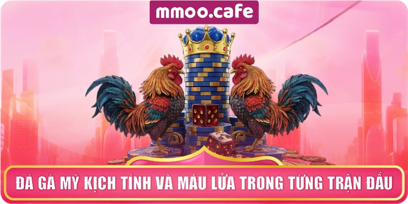 Đá Gà Mỹ Kịch Tính Và Máu Lửa Trong Từng Trận Đấu